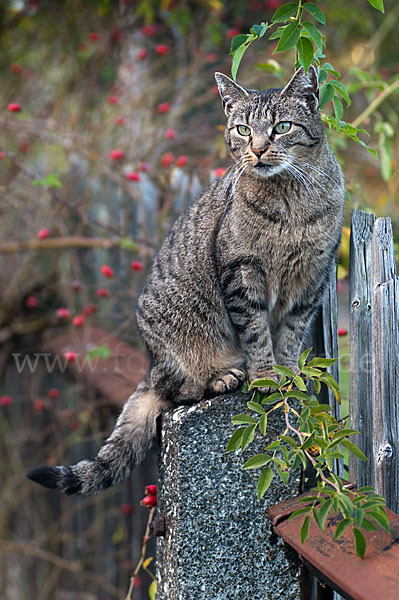 Hauskatze (Felis silvestris forma catus)