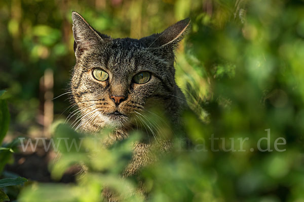 Hauskatze (Felis silvestris forma catus)