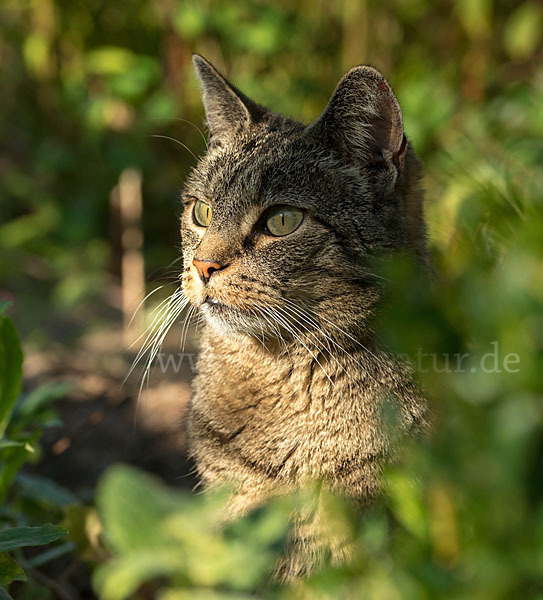 Hauskatze (Felis silvestris forma catus)