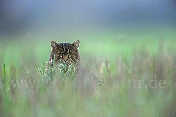 Hauskatze (Felis silvestris forma catus)