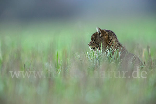 Hauskatze (Felis silvestris forma catus)