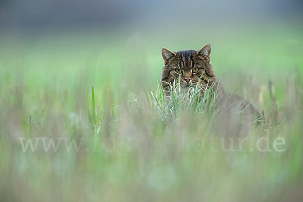 Hauskatze (Felis silvestris forma catus)