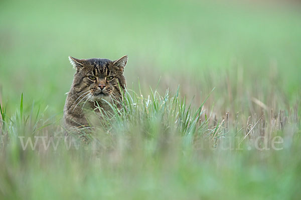 Hauskatze (Felis silvestris forma catus)