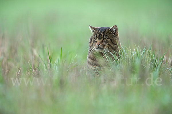 Hauskatze (Felis silvestris forma catus)