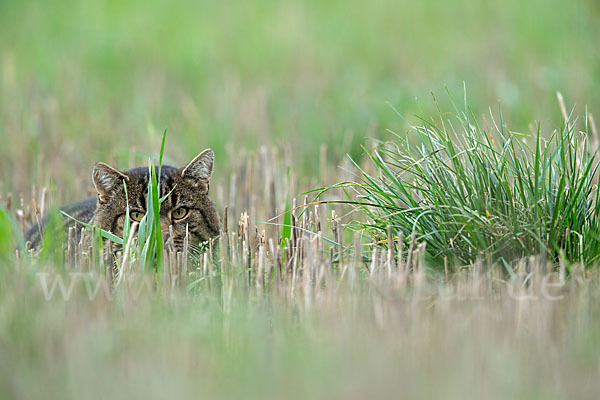 Hauskatze (Felis silvestris forma catus)