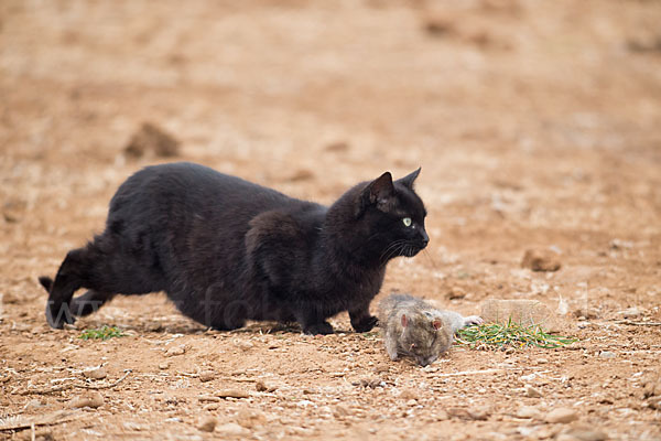 Hauskatze (Felis silvestris forma catus)