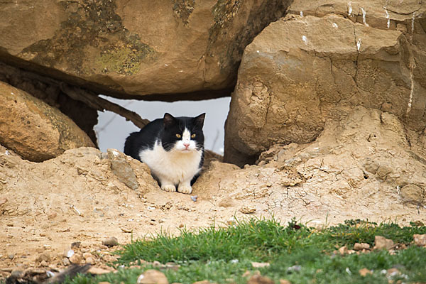 Hauskatze (Felis silvestris forma catus)