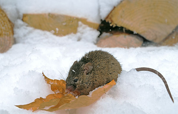 Hausmaus (Mus musculus)