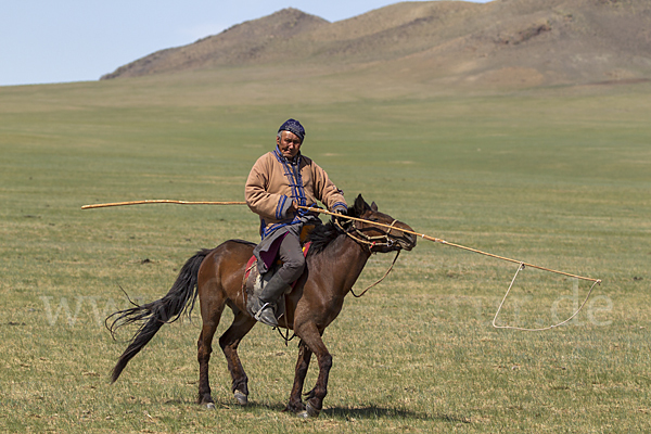 Hauspferd (Equus caballus)