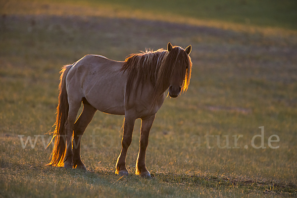 Hauspferd (Equus caballus)