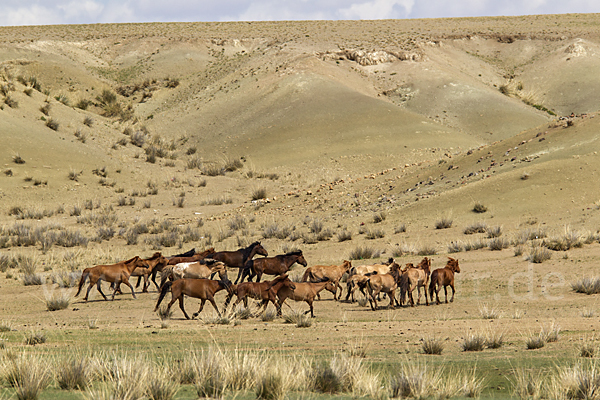 Hauspferd (Equus caballus)