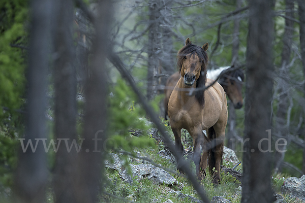 Hauspferd (Equus caballus)