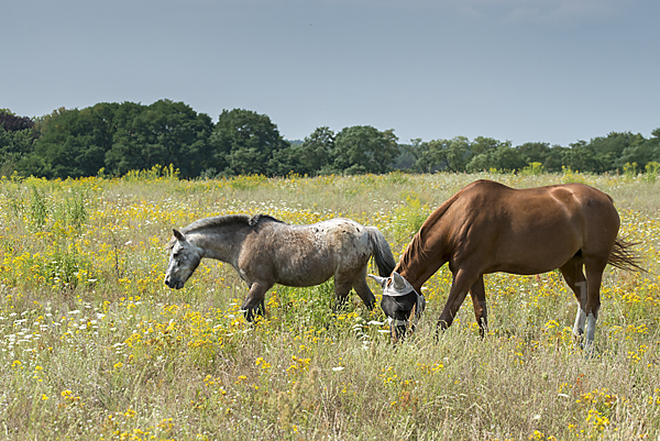 Hauspferd (Equus caballus)