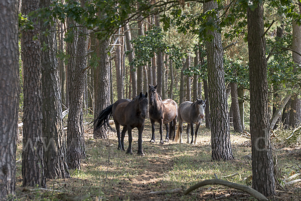 Hauspferd (Equus caballus)