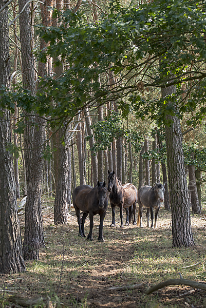 Hauspferd (Equus caballus)