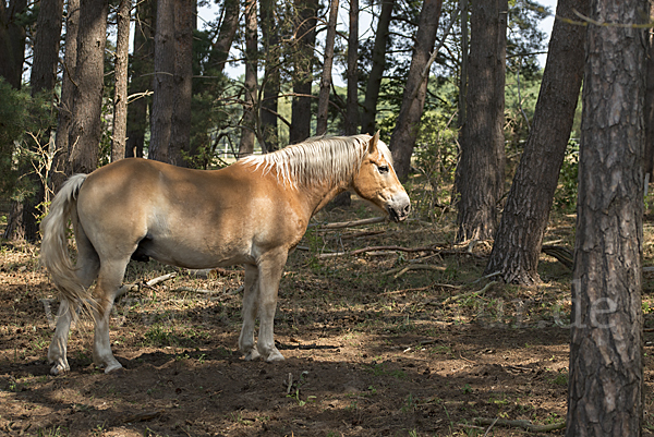 Hauspferd (Equus caballus)