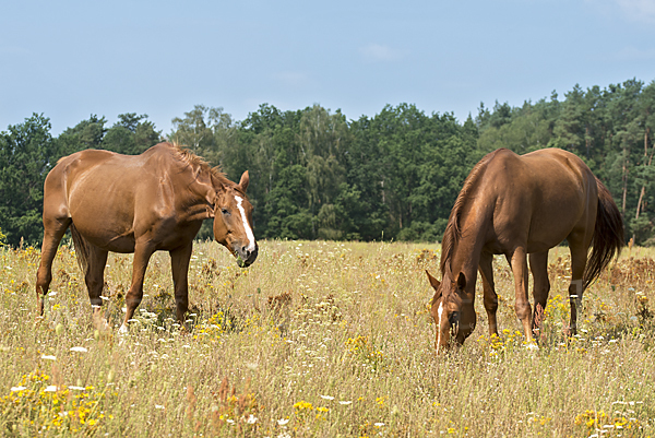 Hauspferd (Equus caballus)