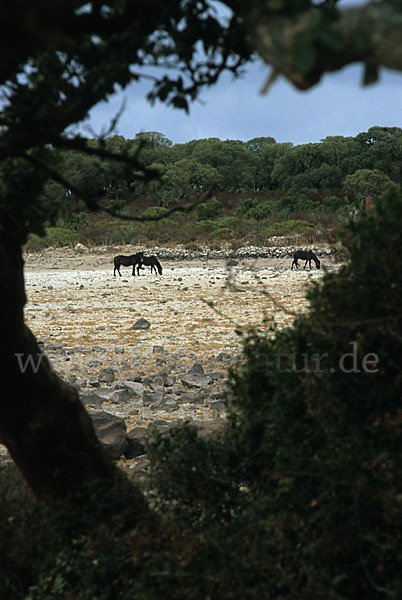 Hauspferd (Equus caballus)