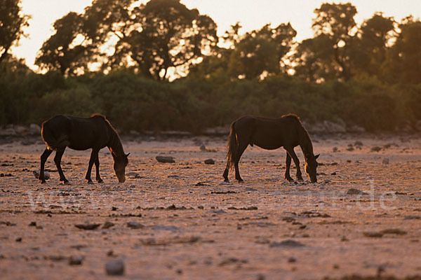 Hauspferd (Equus caballus)