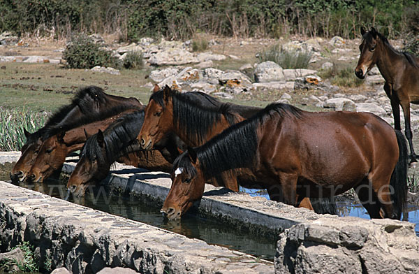 Hauspferd (Equus caballus)