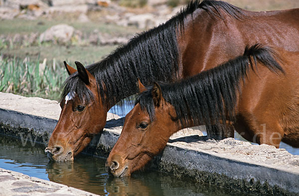 Hauspferd (Equus caballus)