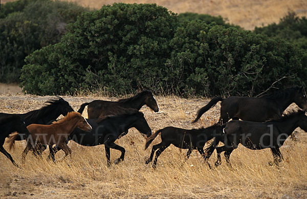 Hauspferd (Equus caballus)