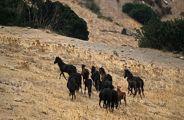 Hauspferd (Equus caballus)