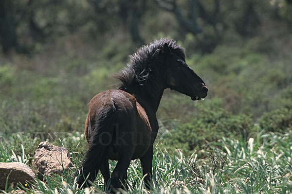 Hauspferd (Equus caballus)