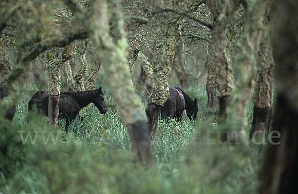 Hauspferd (Equus caballus)