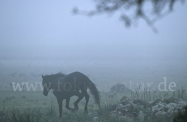 Hauspferd (Equus caballus)