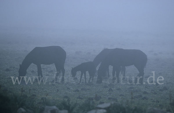 Hauspferd (Equus caballus)
