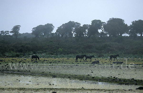 Hauspferd (Equus caballus)