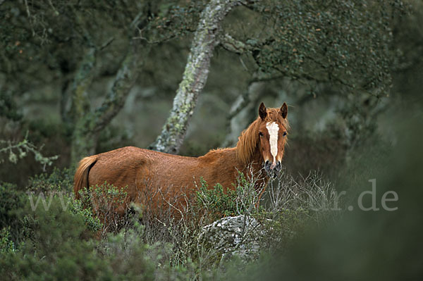 Hauspferd (Equus caballus)