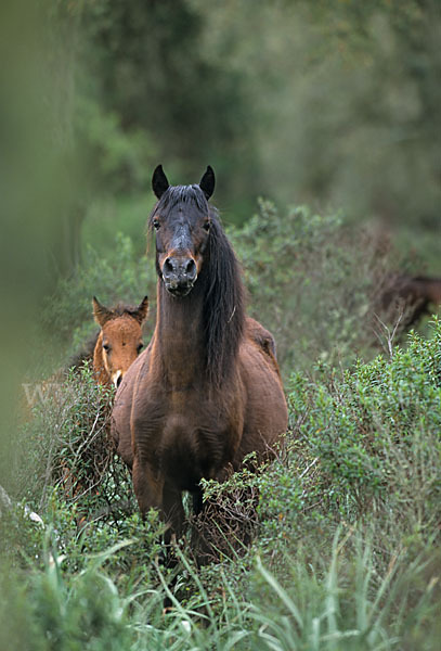 Hauspferd (Equus caballus)