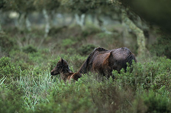 Hauspferd (Equus caballus)