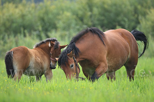 Hauspferd (Equus caballus)