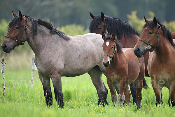 Hauspferd (Equus caballus)