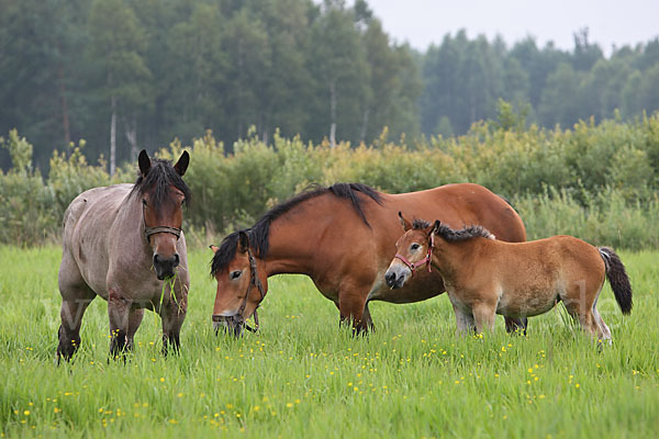 Hauspferd (Equus caballus)