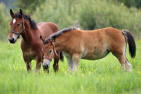 Hauspferd (Equus caballus)