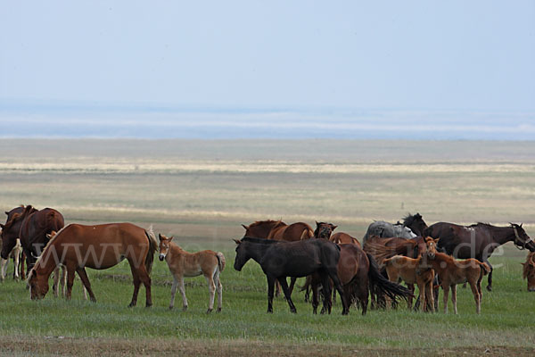 Hauspferd (Equus caballus)