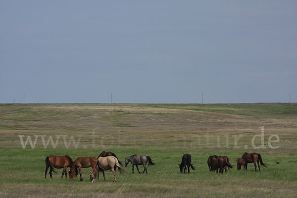 Hauspferd (Equus caballus)