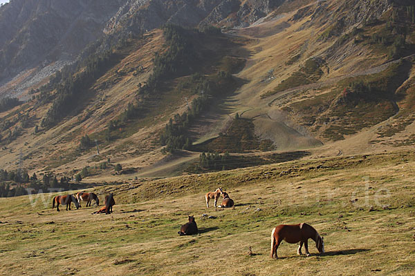 Hauspferd (Equus caballus)