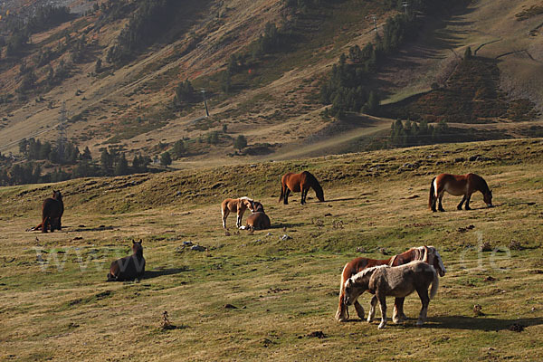 Hauspferd (Equus caballus)