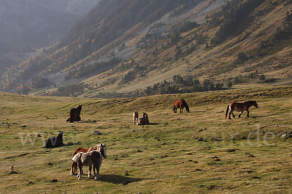 Hauspferd (Equus caballus)