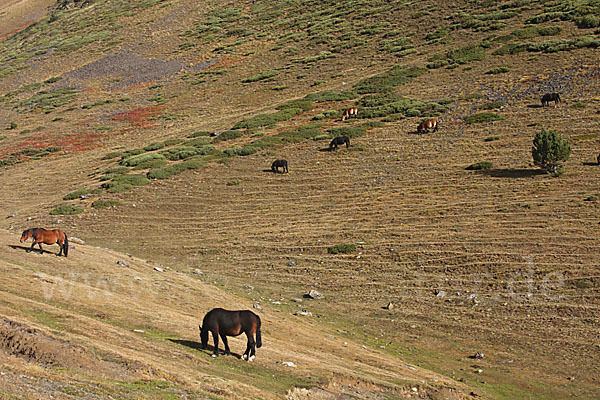 Hauspferd (Equus caballus)