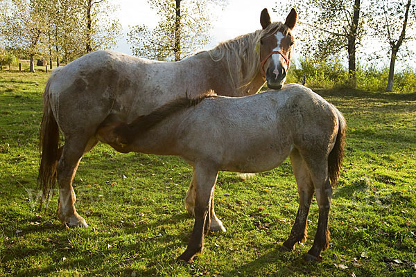 Hauspferd (Equus caballus)