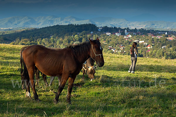 Hauspferd (Equus caballus)