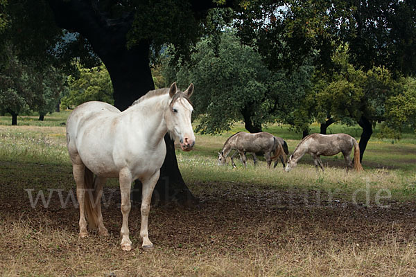 Hauspferd (Equus caballus)