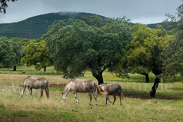 Hauspferd (Equus caballus)