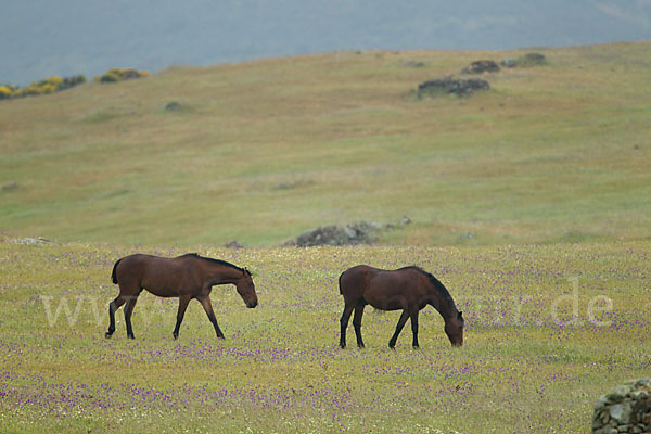 Hauspferd (Equus caballus)